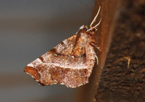 Réf. 240 831 : Selenia dentaria